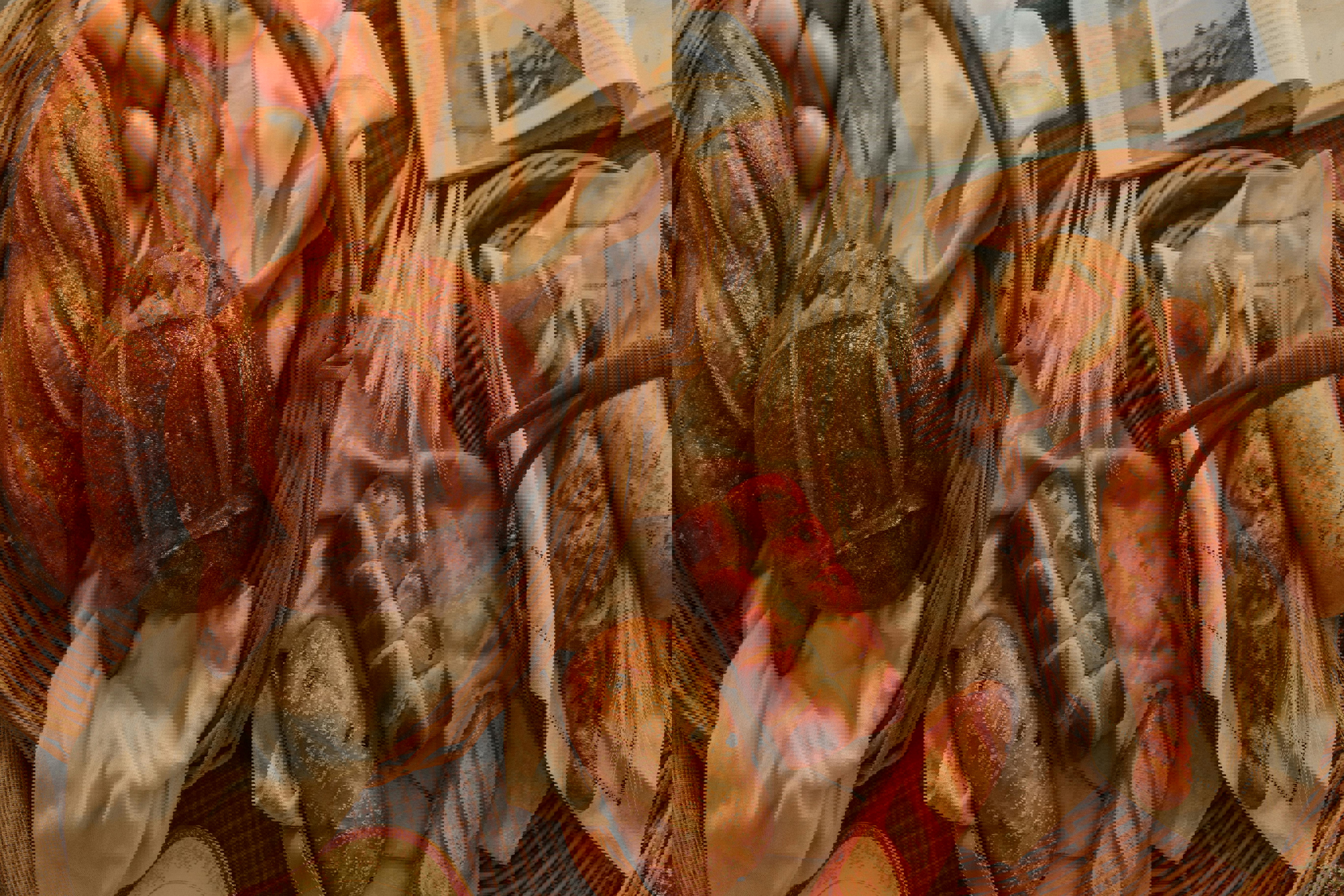 Ciabatta: il pane rustico che ha conquistato il mondo